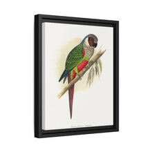 White-Eared Conure (Pyrrhura leucotis) colored wood-engraved plate by Alexander Francis Lydon - NOMADEN ART GALLERY