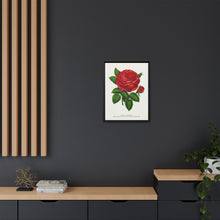 Red rose, General Jacquemont flower lithograph. Digitally enhanced from our own original 1900 edition plates of Botanical Specimen published by Rochester Lithographing