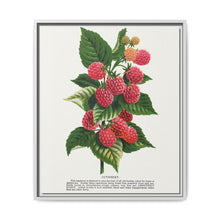 Cuthbert raspberry lithograph. Digitally enhanced from our own original 1900 edition plates of Botanical Specimen published by Rochester Lithographing - NOMADEN ART GALLERY