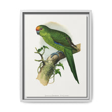 Golden-Crowned Parrakeet (Cyanoramphus auriceps) colored wood-engraved plate by Alexander Francis Lydon - NOMADEN ART GALLERY