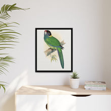 Lydon's Yellow-Naped Parrakeet | Vintage Bird Wall Art Print