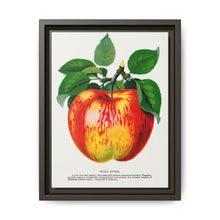 Wolf River apple lithograph. Digitally enhanced from our own original 1900 edition plates of Botanical Specimen published by Rochester Lithographing - NOMADEN ART GALLERY
