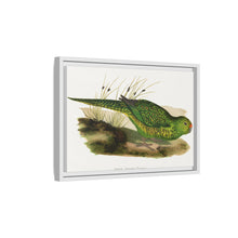 Green Ground Parrot (Pezoporus wallicus) colored wood-engraved plate by Alexander Francis Lydon