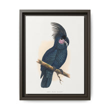 Great Black Cockatoo (Probosciger aterrimus) colored wood-engraved plate by Alexander Francis Lydon - NOMADEN ART GALLERY