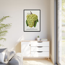 Green Mountain grape lithograph. Digitally enhanced from our own original 1900 edition plates of Botanical Specimen published by Rochester Lithographing