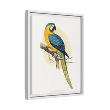 Blue and Yellow Macaw (Ara ararauna) colored wood-engraved plate by Alexander Francis Lydon