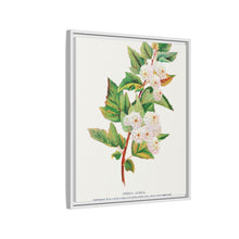 Spirea Aurea flowers lithograph. Digitally enhanced from our own original 1900 edition plates of Botanical Specimen published by Rochester Lithographing