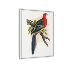Rose-Hill or Rosella Parrakeet (Platycercus eximius) colored wood-engraved plate by Alexander Francis Lydon