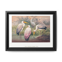 The African Wood Ibis from Zoological sketches (1861-1867) by Joseph Wolf and Philip Lutley Sclater - NOMADEN ART GALLERY