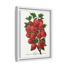 Industry Gooseberry lithograph. Digitally enhanced from our own original 1900 edition plates of Botanical Specimen published by Rochester Lithographing