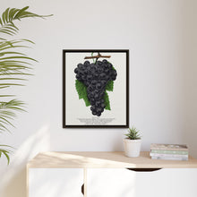 Early Ohio grape lithograph. Digitally enhanced from our own original 1900 edition plates of Botanical Specimen published by Rochester Lithographing