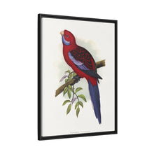 Pennant-Sittich (Platycercus elegans) farbige Holzstichplatte von Alexander Francis Lydon