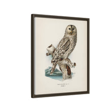 Strix uralensis ♀ illustrated by the von Wright brothers from our own 1929 folio version of Svenska Fåglar Efter Naturen Och Pa Sten Ritade - NOMADEN ART GALLERY