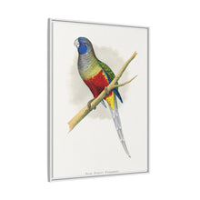 Blue Bonnet Parrakeet (Northiella haematogaster) colored wood-engraved plate by Alexander Francis Lydon.