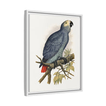 Grey Parrot (Psittacus erithacus) colored wood-engraved plate by Alexander Francis Lydon.