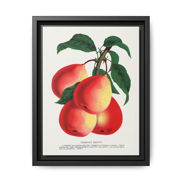 Vermont Beauty pear lithograph. Digitally enhanced from our own original 1900 edition plates of Botanical Specimen published by Rochester Lithographing - NOMADEN ART GALLERY