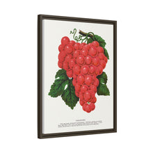 Vergennes grape lithograph. Digitally enhanced from our own original 1900 edition plates of Botanical Specimen published by Rochester Lithographing