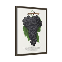Early Ohio grape lithograph. Digitally enhanced from our own original 1900 edition plates of Botanical Specimen published by Rochester Lithographing