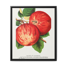 Duchess of Oldenburg apples lithograph from Botanical Specimen published by Rochester Lithographing - NOMADEN ART GALLERY