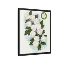 Japanese snowball flower lithograph. Digitally enhanced from our own original 1900 edition plates of Botanical Specimen published by Rochester Lithographing