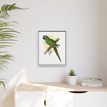 llliger's Macaw (Primolius maracana) colored wood-engraved plate by Alexander Francis Lydon