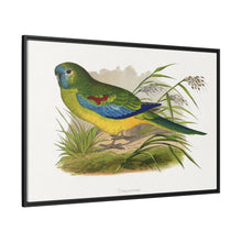Turquoisine (Neophema pulchella) colored wood-engraved plate by Alexander Francis Lydon