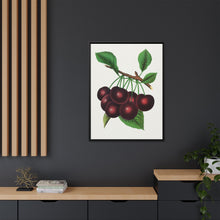 Black Tartarian cherry lithograph. Digitally enhanced from our own original 1900 edition plates of Botanical Specimen published by Rochester Lithographing