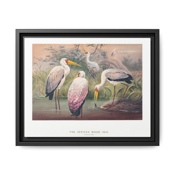 The African Wood Ibis from Zoological sketches (1861-1867) by Joseph Wolf and Philip Lutley Sclater