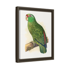 Placa xilográfica coloreada de periquito multicolor (Psephotellus varius) de Alexander Francis Lydon