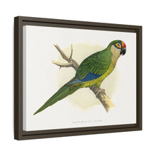 Golden-Crowned Conure (Aratinga auricapillus) colored wood-engraved plate by Alexander Francis Lydon