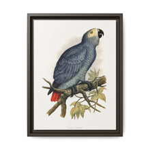 Grey Parrot (Psittacus erithacus) colored wood-engraved plate by Alexander Francis Lydon. - NOMADEN ART GALLERY
