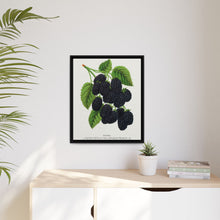 Snyder Blackberry lithograph from Botanical Specimen published by Rochester Lithographing