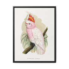 Leadbeater's Cockatoo (Lophochroa leadbeateri) colored wood-engraved plate by Alexander Francis Lydon - NOMADEN ART GALLERY