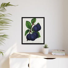 Niagara plum lithograph. Digitally enhanced from our own original 1900 edition plates of Botanical Specimen published by Rochester Lithographing