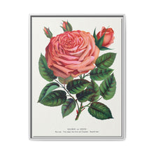 Pink rose, Glorie de Dijon lithograph. Digitally enhanced from our own original 1900 edition plates of Botanical Specimen published by Rochester Lithographing - NOMADEN ART GALLERY