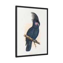 Great Black Cockatoo (Probosciger aterrimus) colored wood-engraved plate by Alexander Francis Lydon