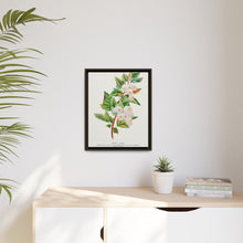 Spirea Aurea flowers lithograph. Digitally enhanced from our own original 1900 edition plates of Botanical Specimen published by Rochester Lithographing