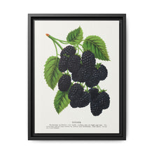 Snyder Blackberry lithograph from Botanical Specimen published by Rochester Lithographing - NOMADEN ART GALLERY
