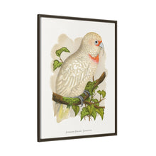 Placa xilográfica coloreada de cacatúa de pico fino (Cacatua tenuirostris) de Alexander Francis Lydon.
