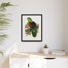 Red-winged parakeet (Aprosmictus erythropterus) colored wood-engraved plate by Alexander Francis Lydon