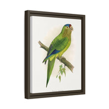 Petz's Conure (Aratinga canicularis) colored wood-engraved plate by Alexander Francis Lydon