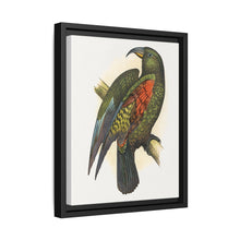 Mountain Parrot (Nestor notabilis) colored wood-engraved plate by Alexander Francis Lydon - NOMADEN ART GALLERY