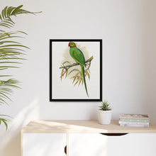 Ring-Necked or Bengal Parakeet (Psittacula columboides) colored wood-engraved plate by Alexander Francis Lydon