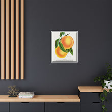 Champion plum lithograph from Botanical Specimen published by Rochester Lithographing