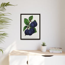 Niagara plum lithograph. Digitally enhanced from our own original 1900 edition plates of Botanical Specimen published by Rochester Lithographing