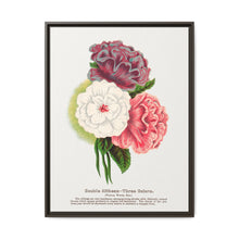 Double Althea in 3 colors lithograph. Digitally enhanced from our own original 1900 edition plates of Botanical Specimen published by Rochester Lithographing - NOMADEN ART GALLERY