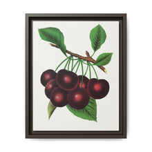 Black Tartarian cherry lithograph. Digitally enhanced from our own original 1900 edition plates of Botanical Specimen published by Rochester Lithographing - NOMADEN ART GALLERY