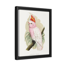 Leadbeater's Cockatoo (Lophochroa leadbeateri) colored wood-engraved plate by Alexander Francis Lydon - NOMADEN ART GALLERY