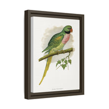 Javan Parrakeet (Psittacula alexandri) colored wood-engraved plate by Alexander Francis Lydon.