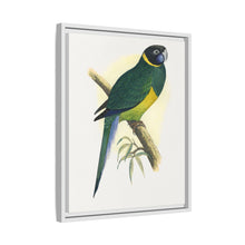 Bauer's Parrakeet (Barnardius zonarius) colored wood-engraved plate by Alexander Francis Lydon.